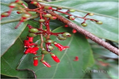 Helixanthera wallichiana